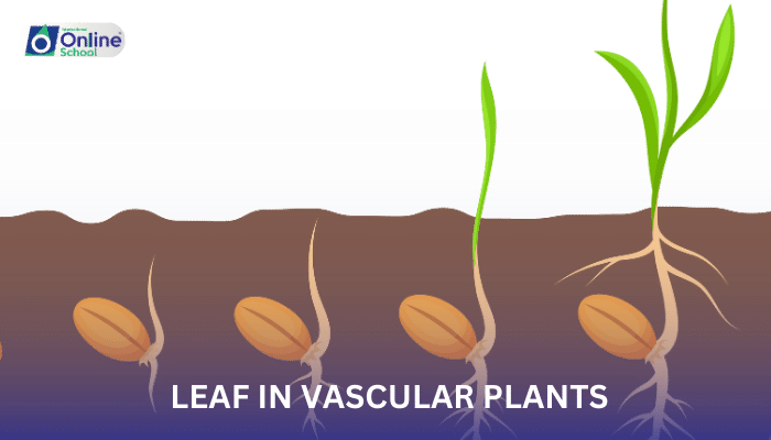 Lesson 09: Evolution of the Leaf in Vascular Plants